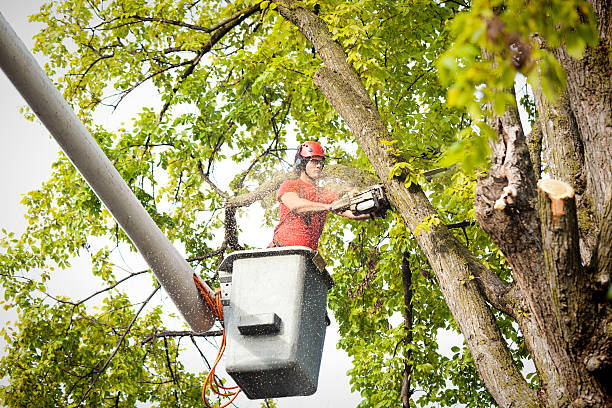 Dead Tree Removal in Brookland, AR